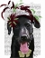 Picture of BLACK LABRADOR WITH GREEN FASCINATOR