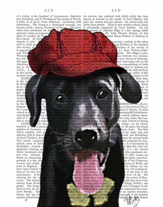 Picture of BLACK LABRADOR WITH RED CAP