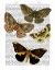Picture of MOTH PLATE 3