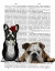 Picture of FRENCH BULLDOG AND ENGLISH BULLDOG