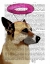 Picture of GERMAN SHEPHERD WITH PINK HALO
