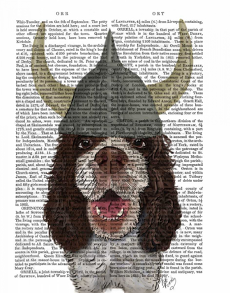 Picture of SPRINGER SPANIEL VIKING