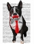 Picture of BOSTON TERRIER WITH RED TIE AND MOUSTACHE