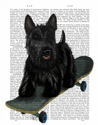 Picture of SCOTTISH TERRIER AND SKATEBOARD
