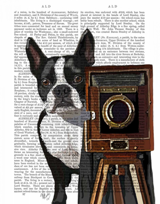 Picture of BOSTON TERRIER PHOTOGRAPHER