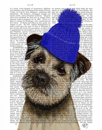 Picture of BORDER TERRIER WITH BLUE BOBBLE HAT