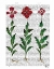 Picture of ITALIAN CARNATION 1