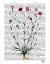 Picture of ITALIAN CARNATION 5