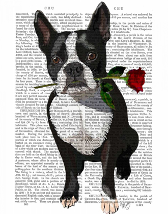 Picture of BOSTON TERRIER WITH ROSE IN MOUTH