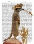 Picture of MEERKAT COWBOY