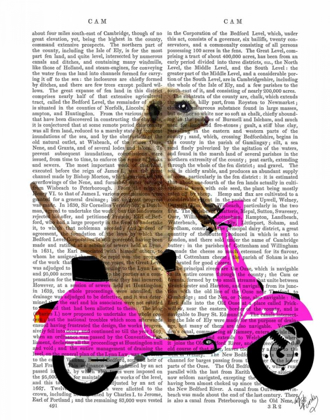Picture of MEERKAT ON PINK MOPED
