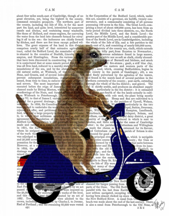 Picture of MEERKAT ON DARK BLUE MOPED