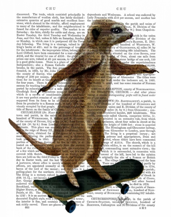 Picture of MEERKAT ON SKATEBOARD