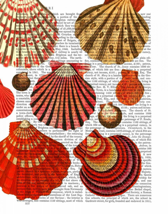 Picture of RED CLAM SHELLS