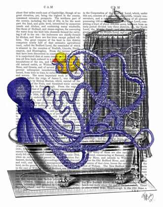 Picture of OCTOPUS IN BATH