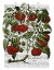 Picture of TOMATO PLANT