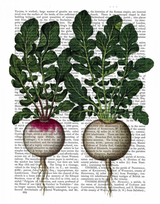 Picture of RADISHES PRINT
