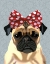 Picture of PUG WITH RED SPOTTY BOW ON HEAD