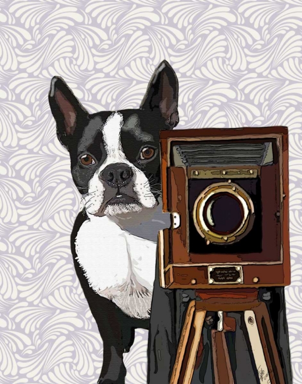 Picture of BOSTON TERRIER PHOTOGRAPHER