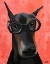 Picture of DOBERMAN WITH GLASSES