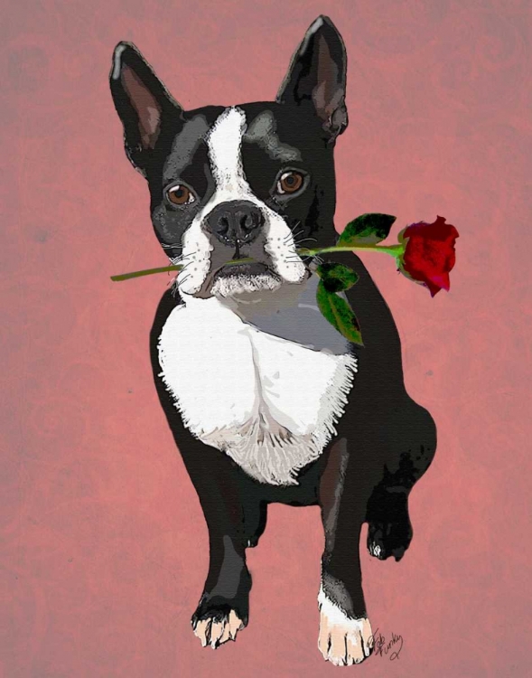 Picture of BOSTON TERRIER WITH ROSE IN MOUTH