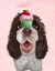 Picture of SPRINGER SPANIEL WITH CUPCAKE