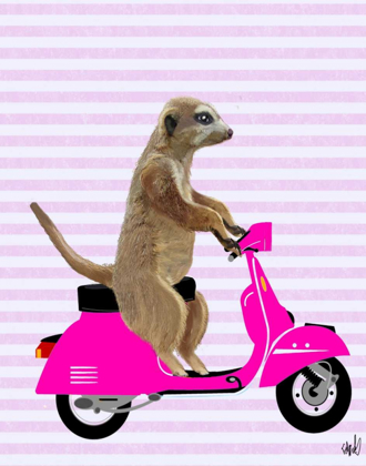 Picture of MEERKAT ON PINK MOPED