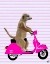 Picture of MEERKAT ON PINK MOPED