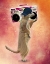 Picture of MEERKAT AND BOOM BOX