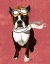 Picture of BOSTON TERRIER FLYING ACE