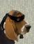 Picture of NINJA BASSET HOUND DOG