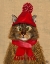 Picture of MAINE COON CAT