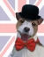 Picture of UNION JACK JACK RUSSELL