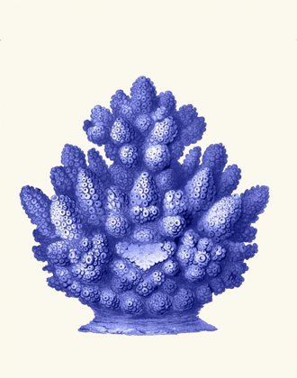 Picture of HAECKEL HEXACORALLA CORAL BLUE