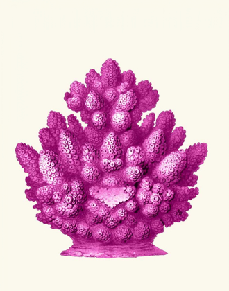 Picture of HAECKEL HEXACORALLA CORAL PINK