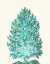 Picture of CORAL TREE TURQUOISE ON CREAM