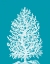 Picture of CORAL TREE WHITE ON SEA BLUE
