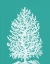 Picture of CORAL TREE WHITE ON TURQUOISE