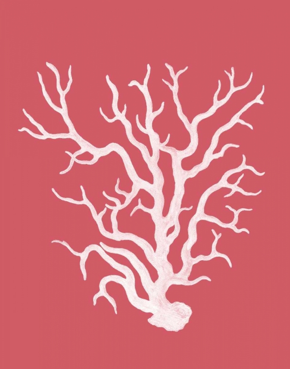 Picture of CORALS WHITE ON CORAL A