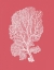 Picture of CORALS WHITE ON CORAL C