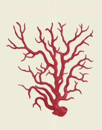 Picture of CORALS CORAL ON CREAM A