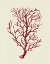 Picture of CORALS CORAL ON CREAM B