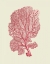 Picture of CORALS CORAL ON CREAM C