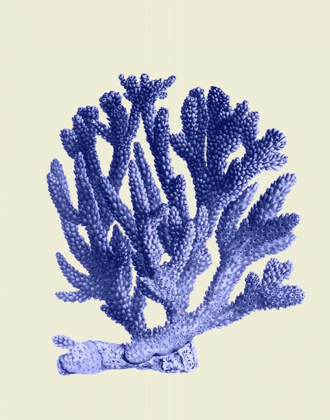Picture of BLUE CORALS A