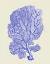 Picture of BLUE CORALS B