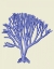 Picture of BLUE CORALS C