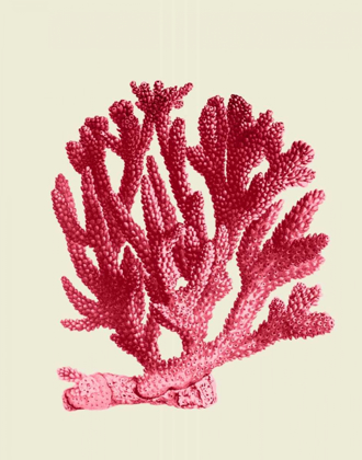 Picture of RED CORALS 1 A