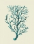Picture of CORALS TURQUOISE ON CREAM B