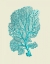 Picture of CORALS TURQUOISE ON CREAM C