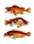 Picture of ORANGE FISH TRIO